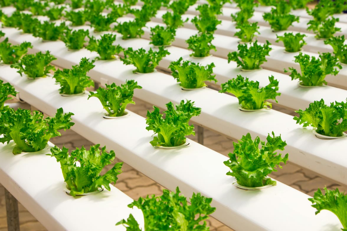 Solar Powered Hydroponic Farming Initiative